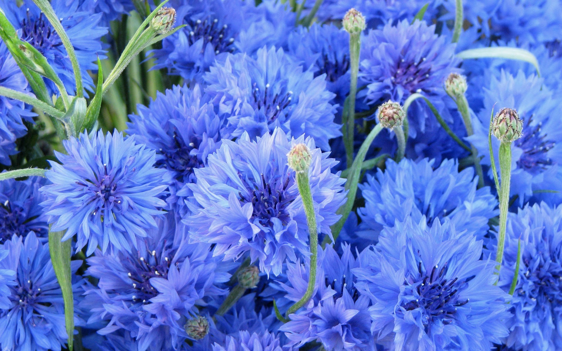 fiori fiore natura flora bloom giardino floreale petalo estate foglia crescita bouquet colore luminoso testa close-up campo freschezza stagione fiordaliso