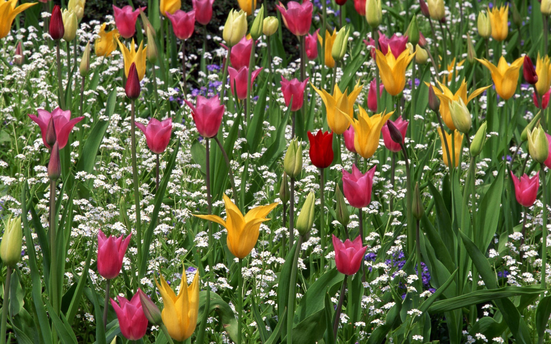 yaz çiçek doğa lale bahçe flora yaprak paskalya çiçek taçyaprağı parlak çiçek açan sezon alan renk büyüme buket çimen lambalar