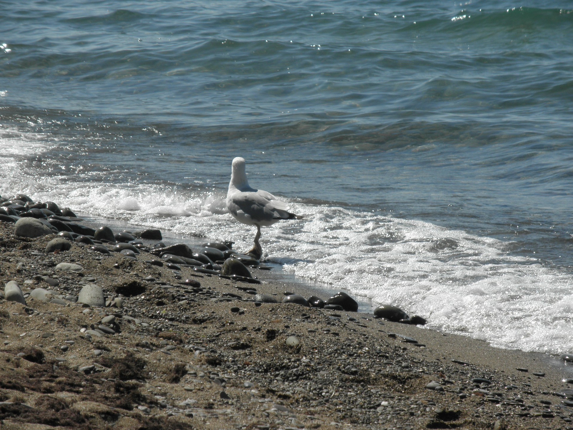 animaux eau mer océan oiseau plage mer surf mouettes nature à l extérieur vague rivage mousse voyage marée sable faune rock été