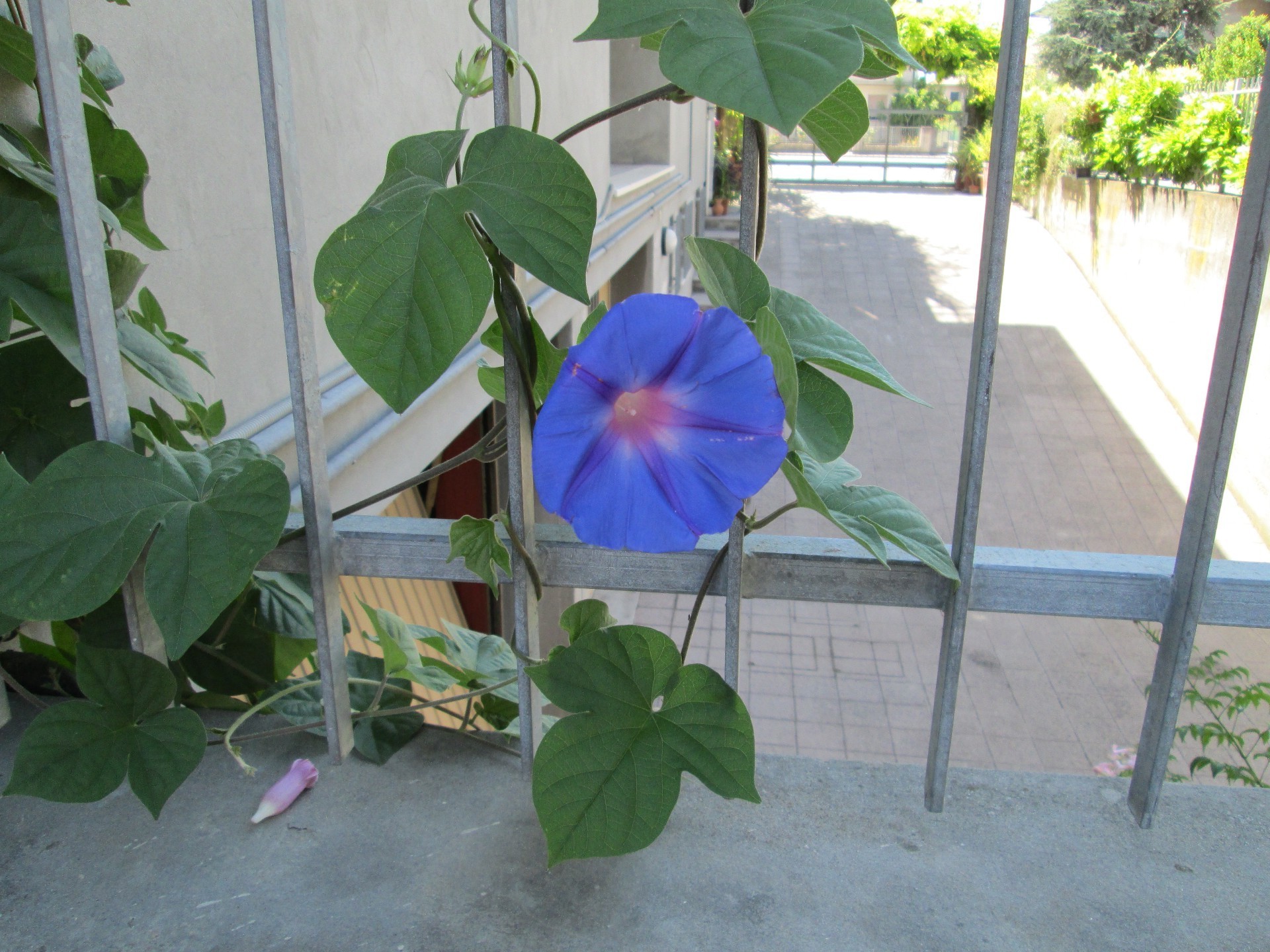 花卉 花卉 植物群 叶 花园 自然 夏天 增长 室外 热带 明亮 颜色 日光