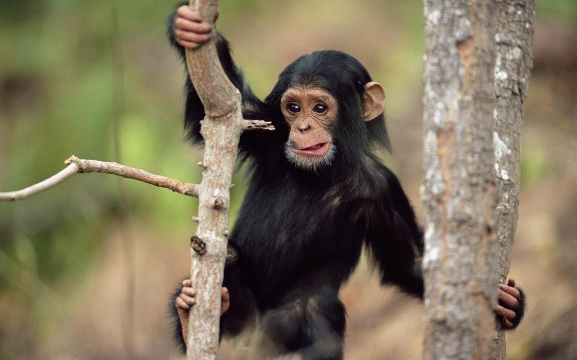 Шимпанзе с ребенком скачать