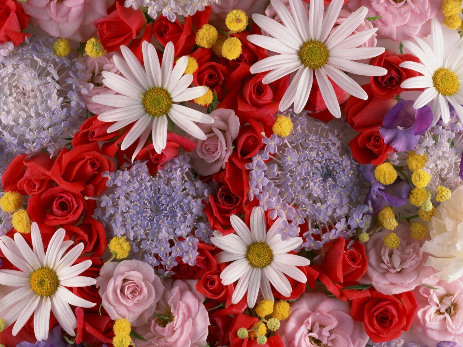 цветы цветок букет украшения цветочные лепесток флора блюминг цвет подарок яркий любовь красивые гербера природа рабочего стола лето романтика лист сад романтический