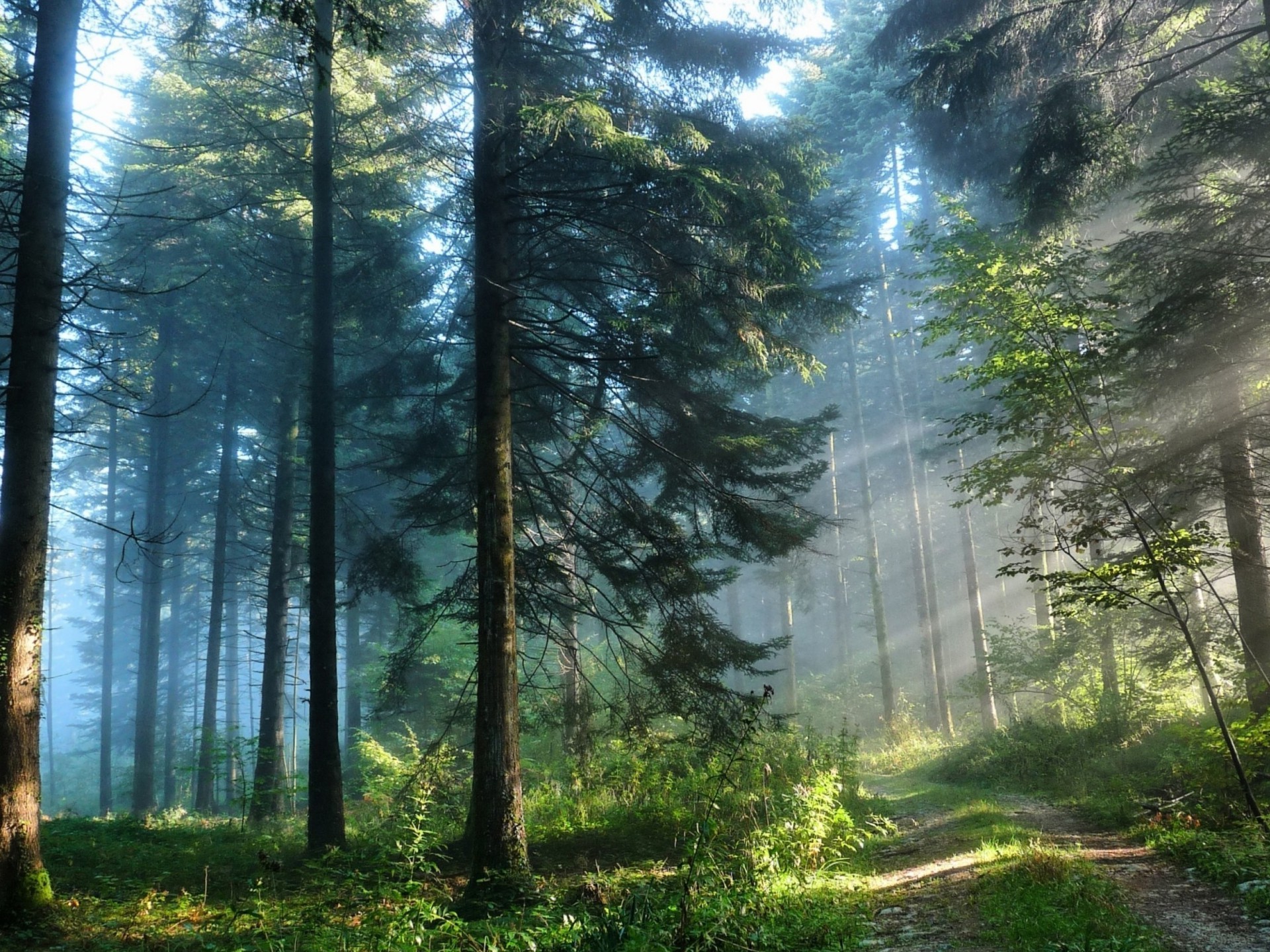 bosque niebla madera niebla naturaleza amanecer sol paisaje árbol buen tiempo sunbim al aire libre hoja luz parque otoño verano exuberante hierba medio ambiente