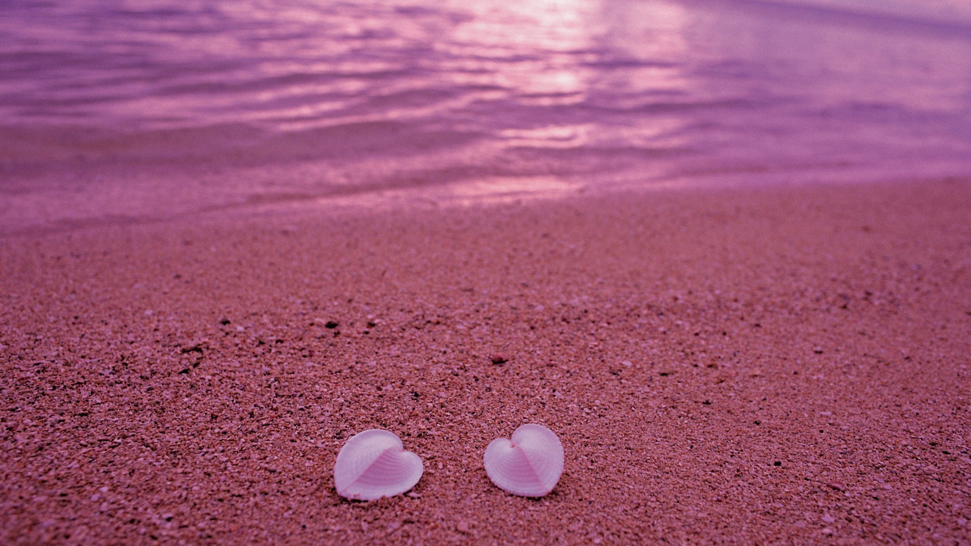 coeurs plage sable mer mer été eau océan côte nature vacances coquillages coquille voyage bureau tropical côte marine vague