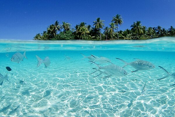 The island is tropical in the middle of the ocean, there is a lot of water and fish swim