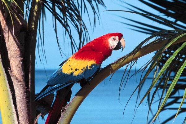 Colorful parrot on the background of tropical nature