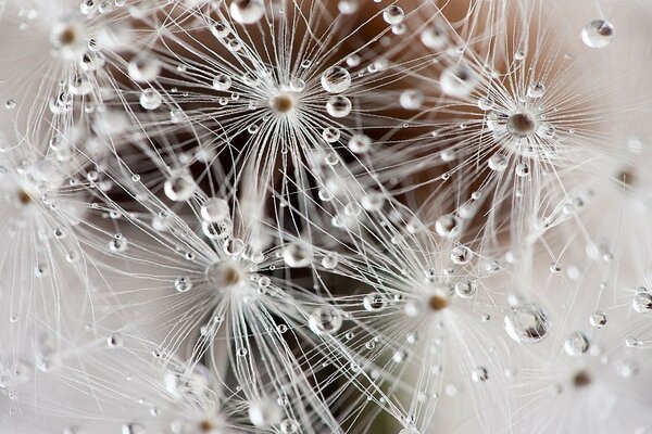 Only nature can create such a masterpiece from a drop of water and a dandelion