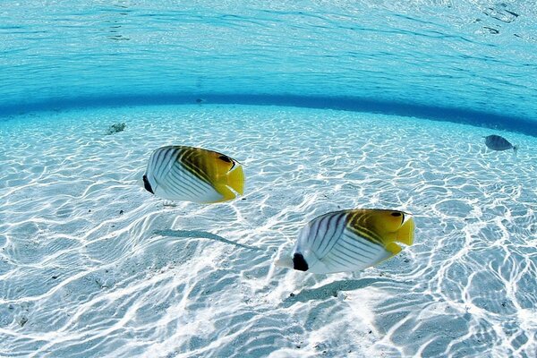 Nell oceano tropicale, gli abitanti sereni