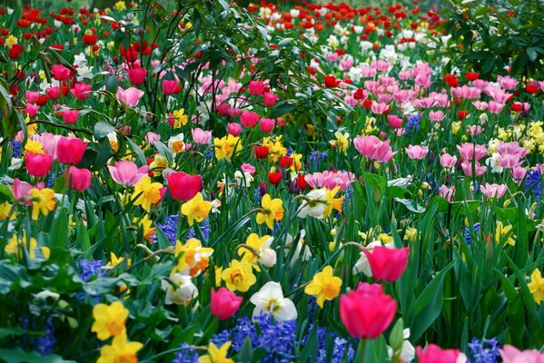 Photo of a field with colored tulips