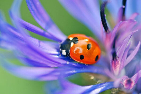 Coccinella su un fiore viola