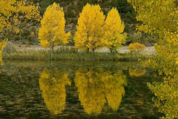 Helle Herbstlandschaft am Ufer des Stausees