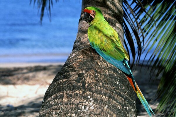 Pássaro tropical na árvore da ilha