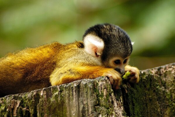 Fauna selvatica. Cucciolo di bradipo