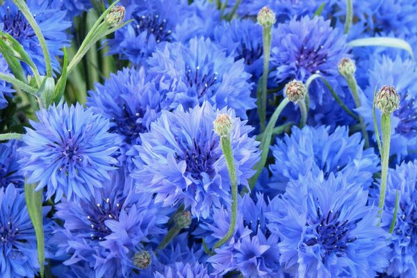 Flores azules en la naturaleza