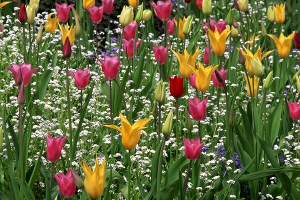 Tulipani colorati nel mezzo di un altra erba