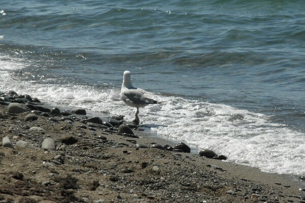 Pelican standing by the seashore