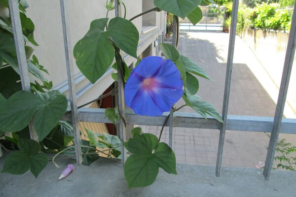 La flor crece en el medio del pasillo