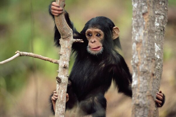 O pequeno macaco faz caretas