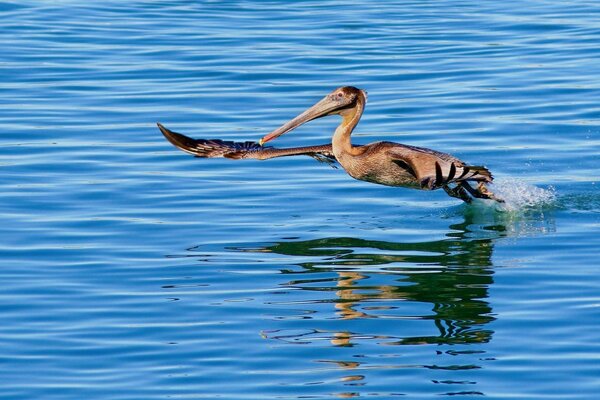 Ein Vogel fliegt über das Wasser