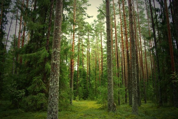 Таинственный лес с высокими деревьями