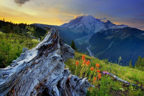 Wildflowers in the mountains at dawn