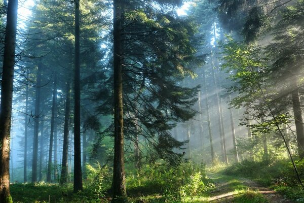 Високі сосни в туманному лісі