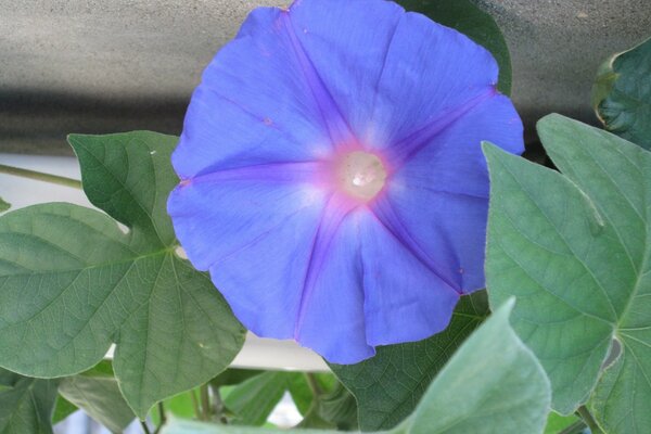 A flor cresce na cor Azul natural