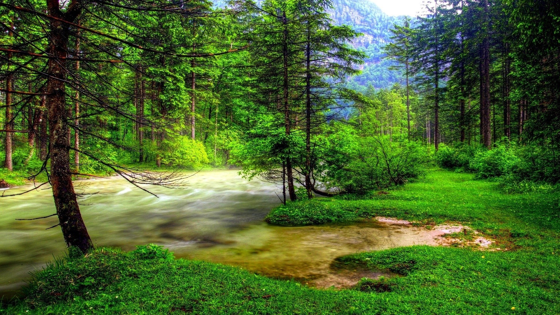 las drewno krajobraz natura drzewo liść park dobra pogoda środa lato na zewnątrz świt słońce sceniczny trawa bujne