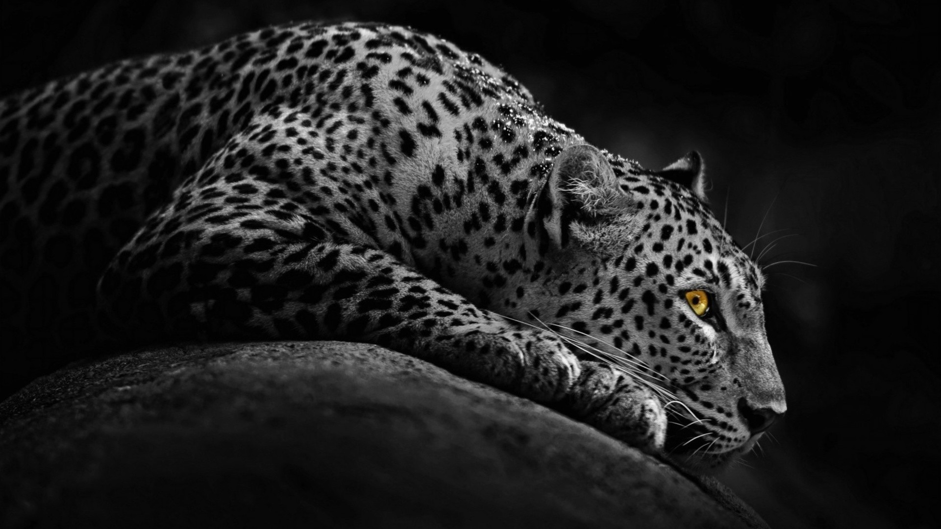 leopardos leopardo gato vida silvestre depredador zoológico mamífero naturaleza animal retrato cazador salvaje grande safari ojo peligro