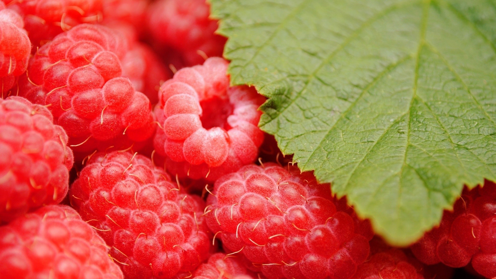 beeren obst saftig beere lebensmittel gebäck gesund himbeere süß natur lecker blatt diät frische gesundheit schließen lecker sommer essen garten