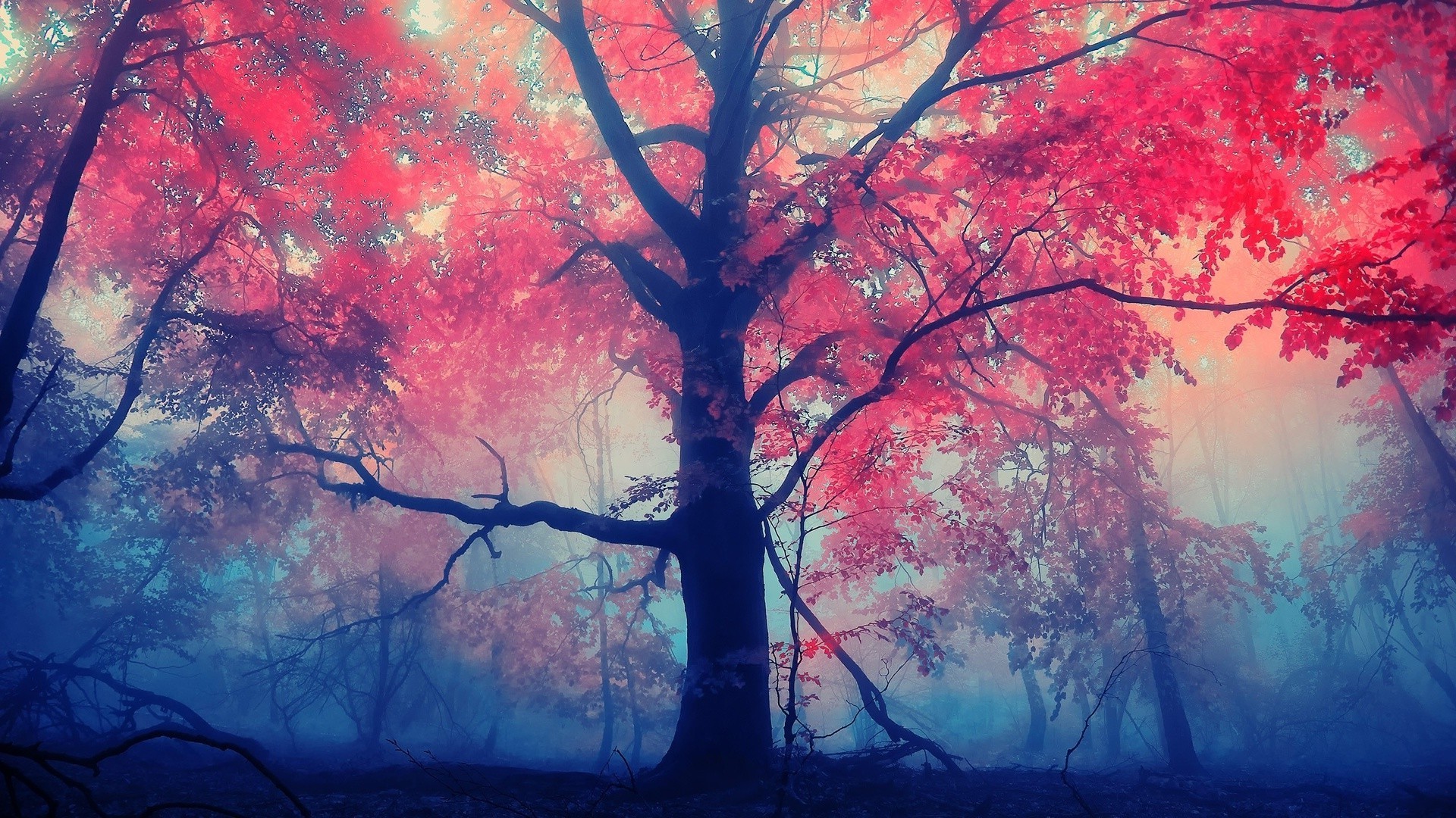 sonnenuntergang und dämmerung herbst baum zweig blatt landschaft saison farbe nebel ahorn desktop natur hell abstrakt umwelt