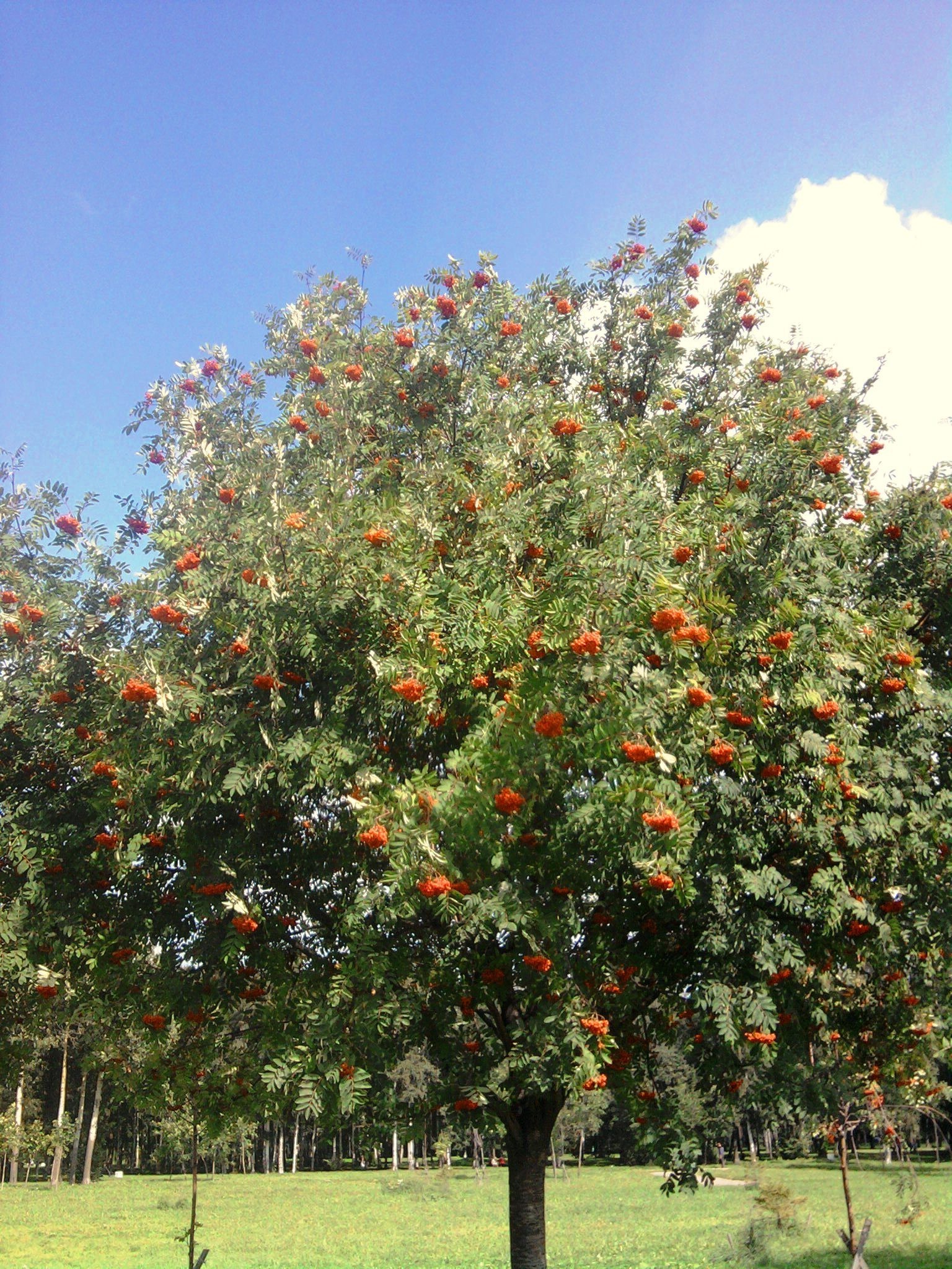 foto pessoal árvore folha ramo fruta flora flor jardim temporada verão natureza cor ao ar livre paisagem brilhante crescer crescimento bom tempo