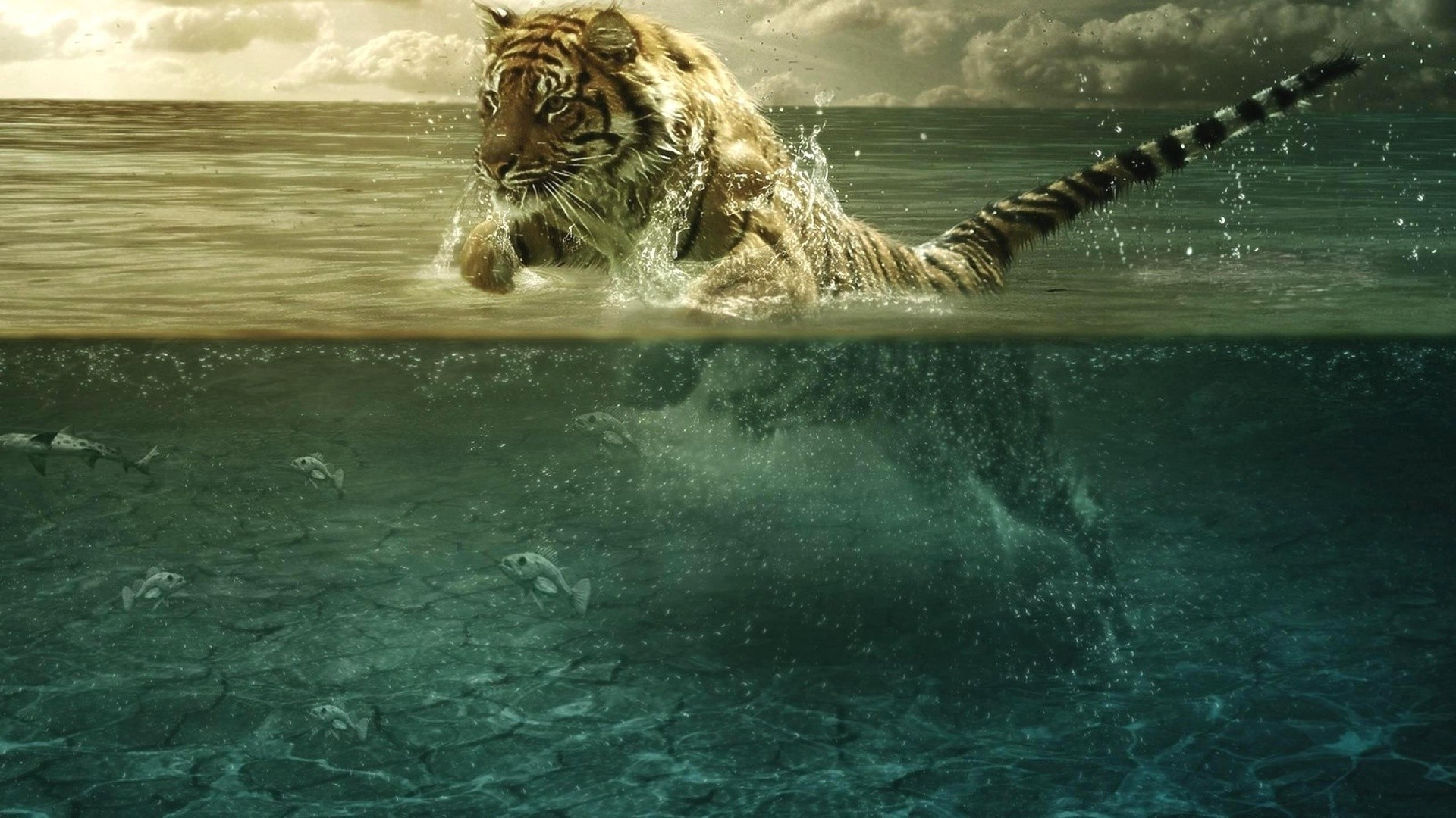 tigers wildlife water nature animal mammal wild outdoors portrait predator danger cat tiger big zoo swimming