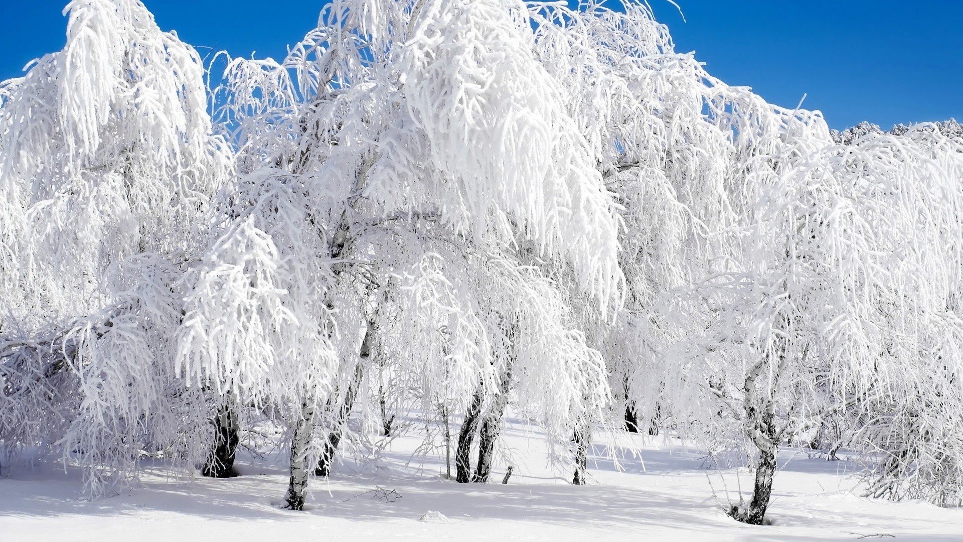 invierno nieve frío hielo madera congelado escarcha nieve temporada paisaje montaña escénico escarcha pista árbol tiempo blanco como la nieve abeto helado abeto