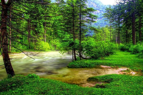 Grüne Bäume in der Nähe eines Waldflusses