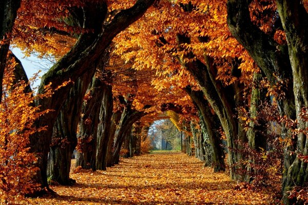 Forest Autumn leaves trees