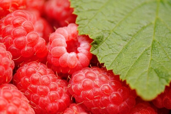 Bright juicy raspberries in the grass