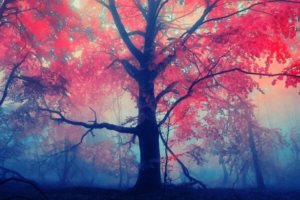 Arce rojo otoño en la niebla de la mañana