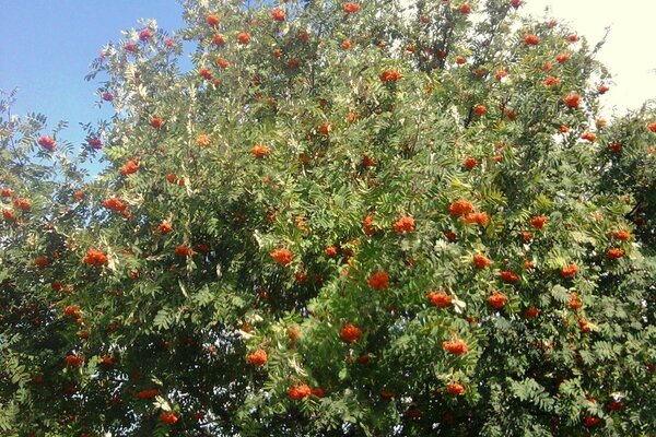 Rowan, parsemé de baies, se trouve dans une clairière