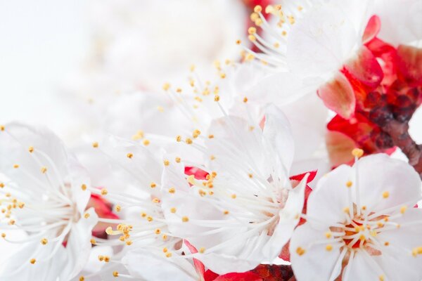 Spring awakening of Japanese trees