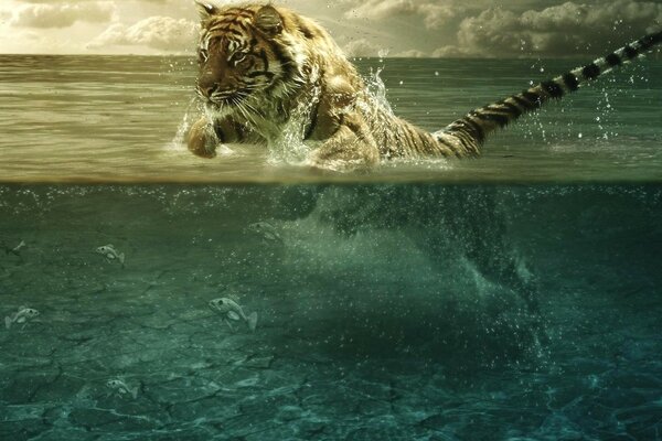 The tiger jumps out of the water and raises splashes