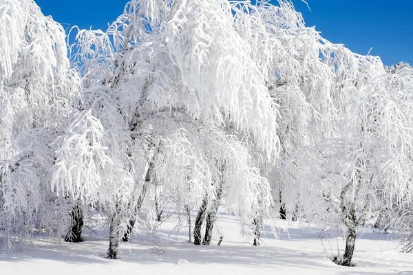 Siberian frost on the shore of Angara