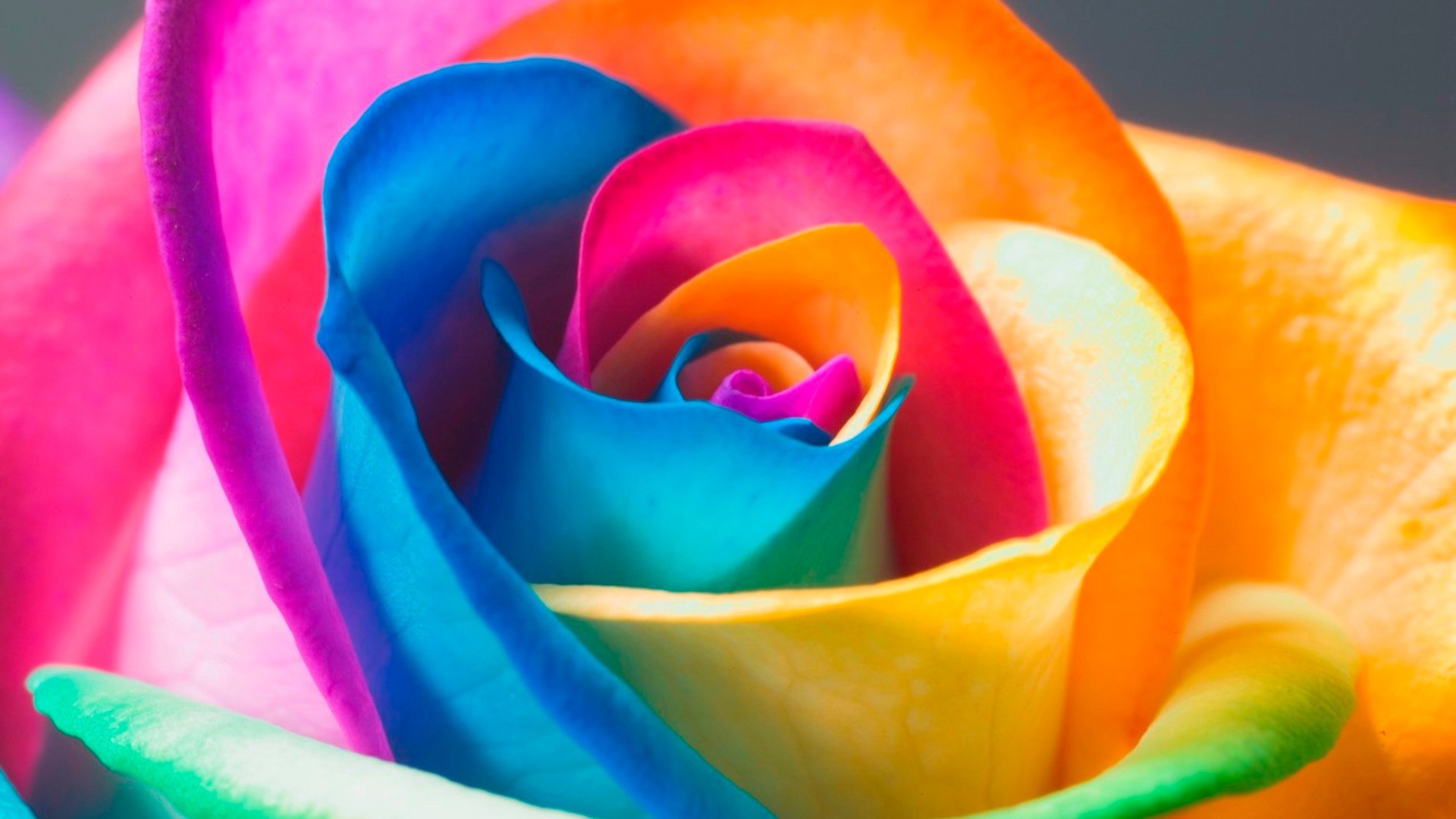 крупным планом цвет рабочего стола радуга пестрый цветок яркий