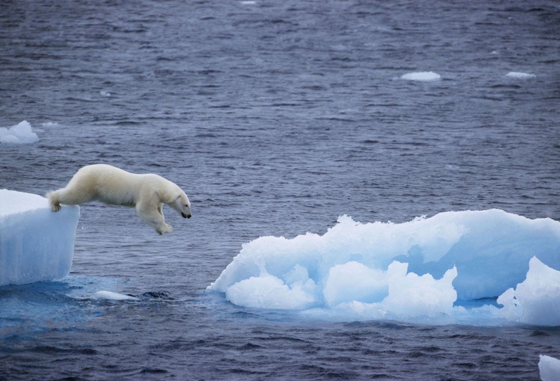 osos agua helada hielo iceberg mar cambio climático océano natación ballena al aire libre polar luz del día antártida vida silvestre mamífero