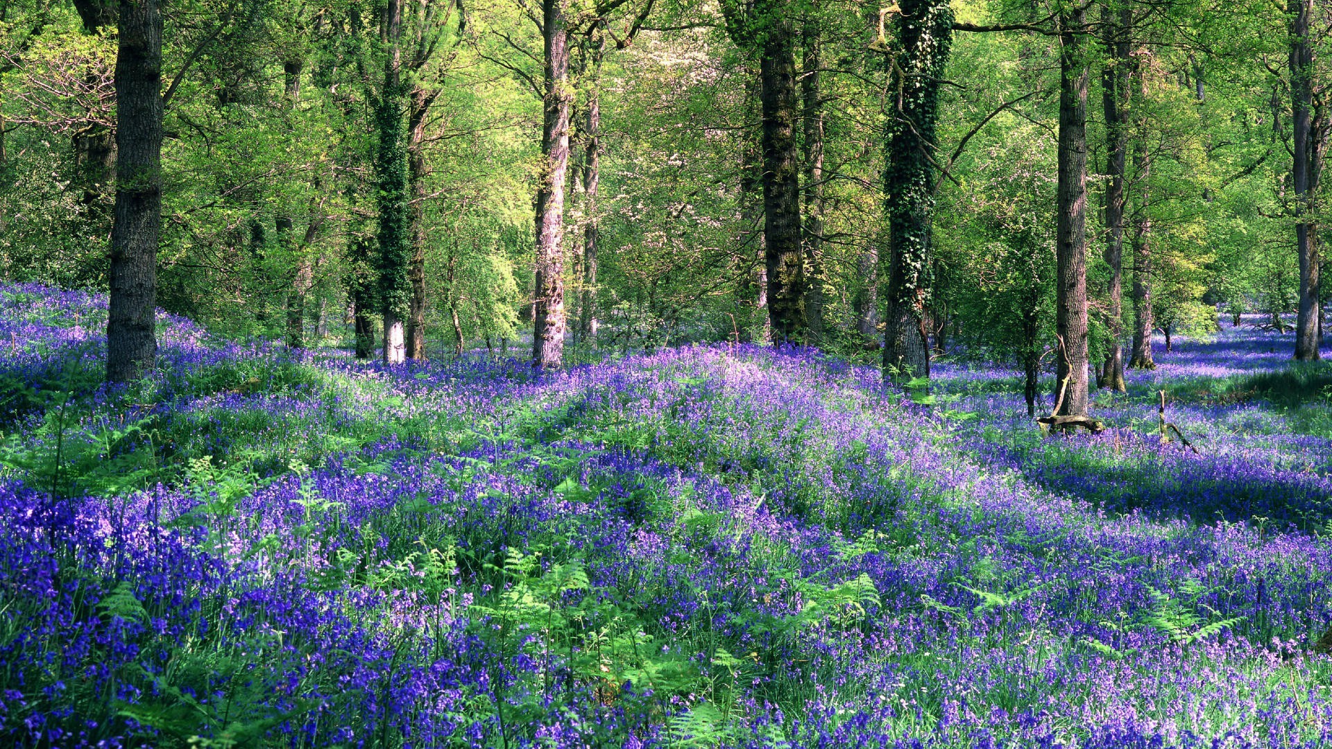 lato natura kwiat drewno krajobraz flora liść drzewa sezon odkryty sceniczny park wiosna środowisko kolor ogród dziki wiejski kwiatowy