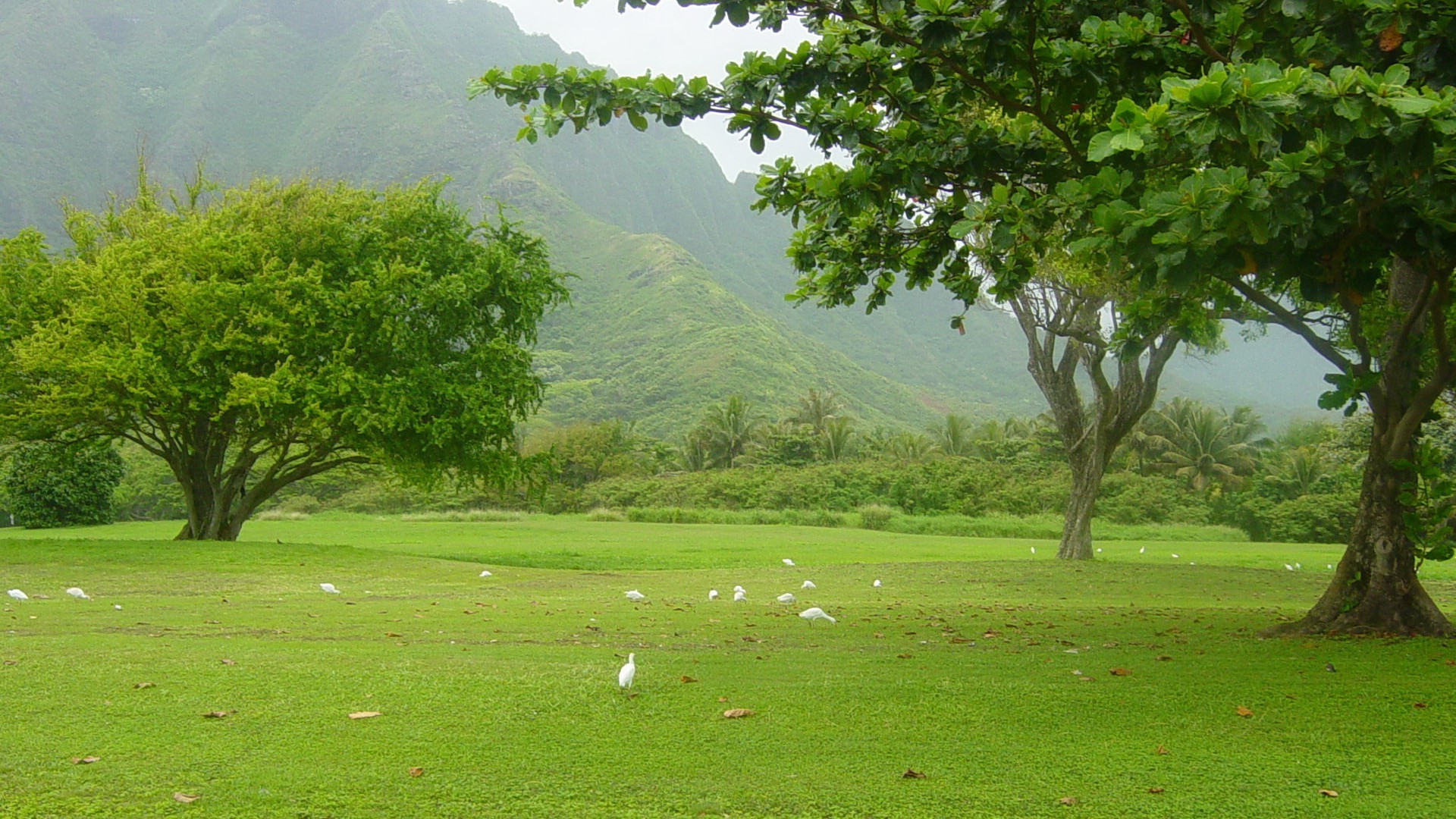 summer landscape tree nature grass wood outdoors water scenic golf environment leaf travel rural flora country countryside sight lush