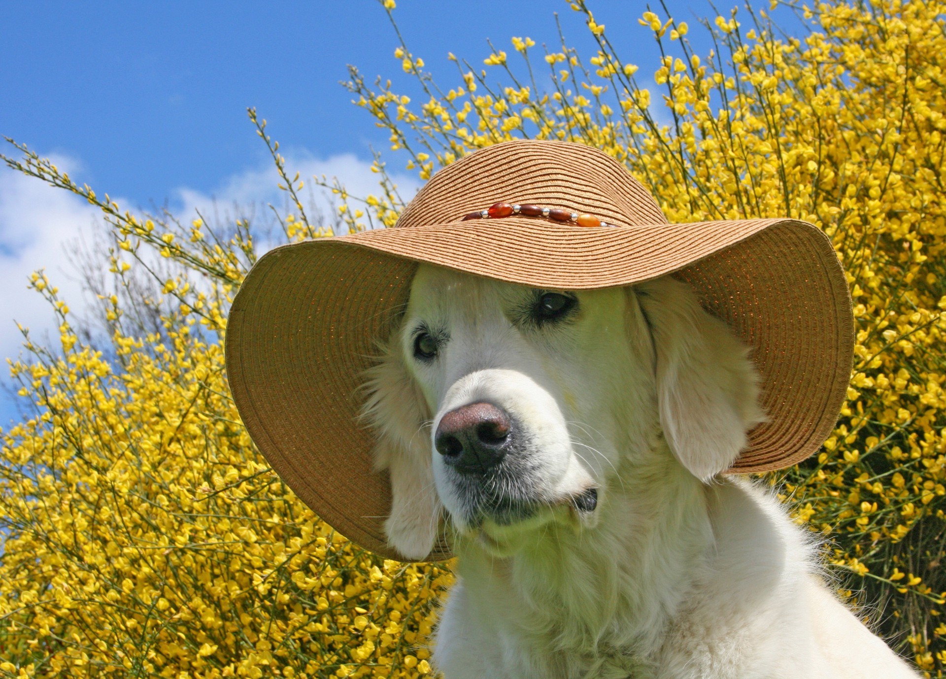 dogs grass cute nature summer dog mammal hayfield outdoors field animal pet canine portrait