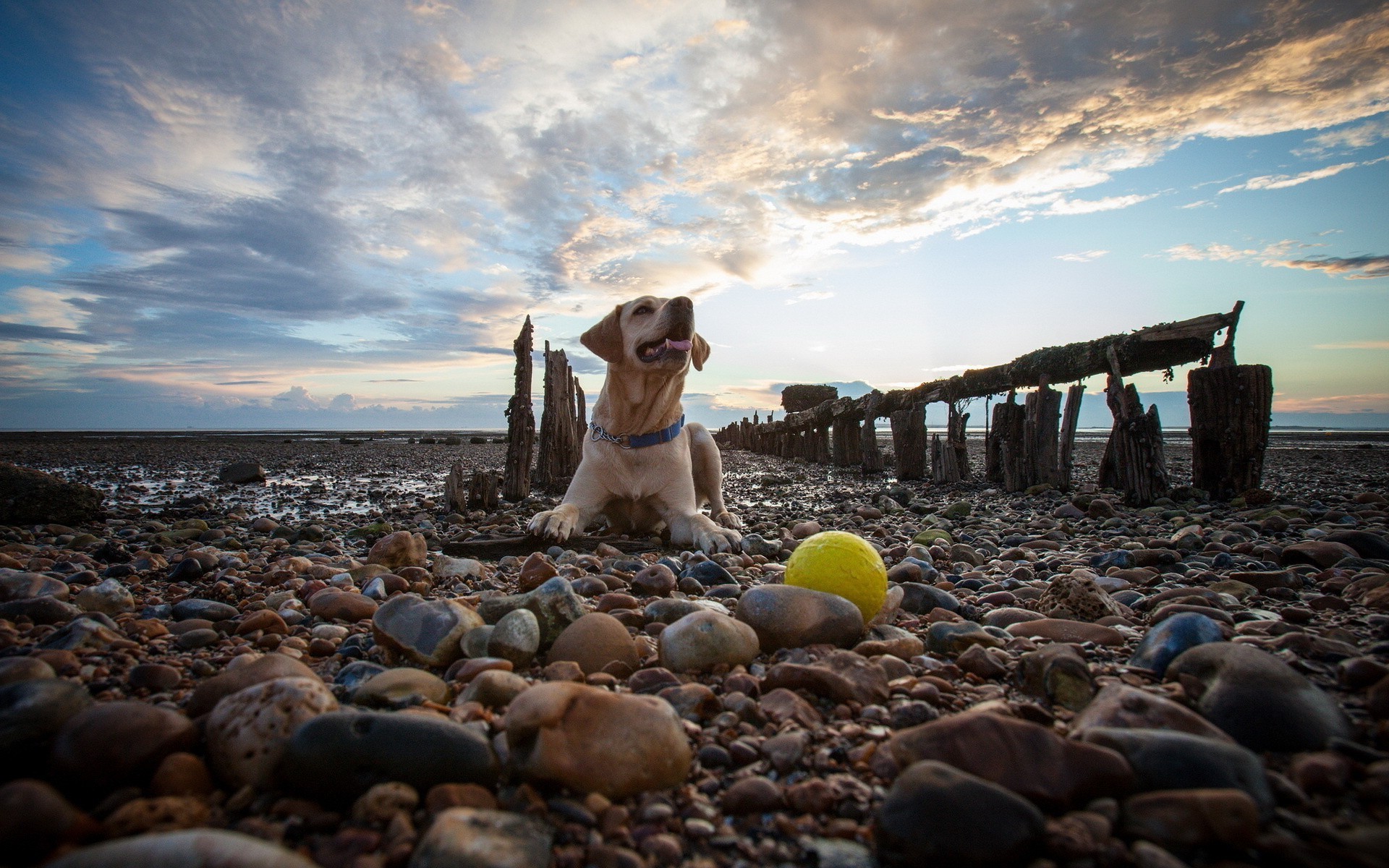 dogs beach water sea ocean seashore sky travel sunset landscape outdoors