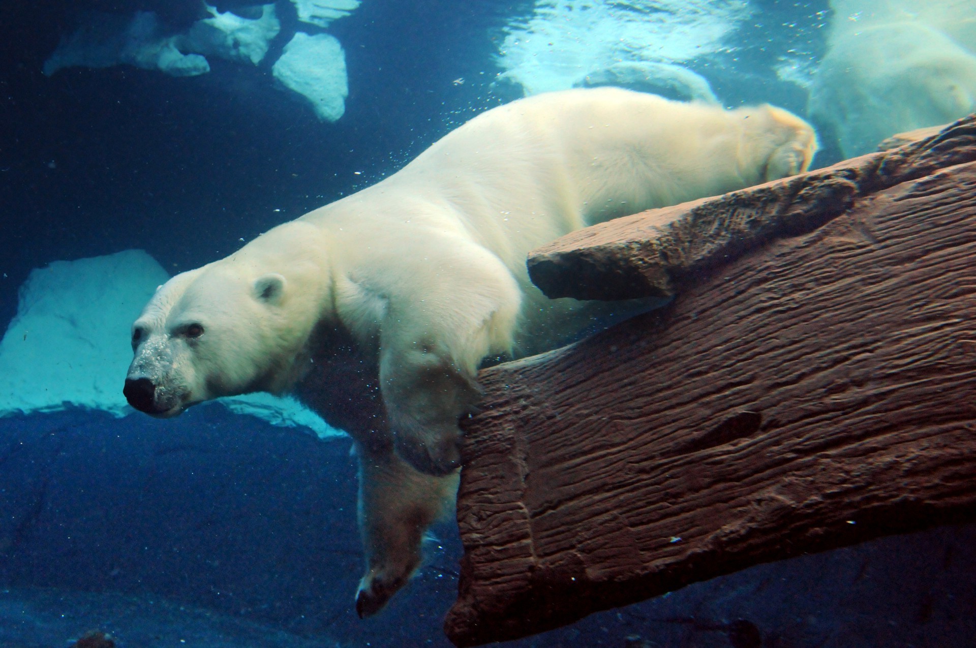 ours sous-marin eau océan natation poissons faune mer invertébrés unique lumière du jour environnement