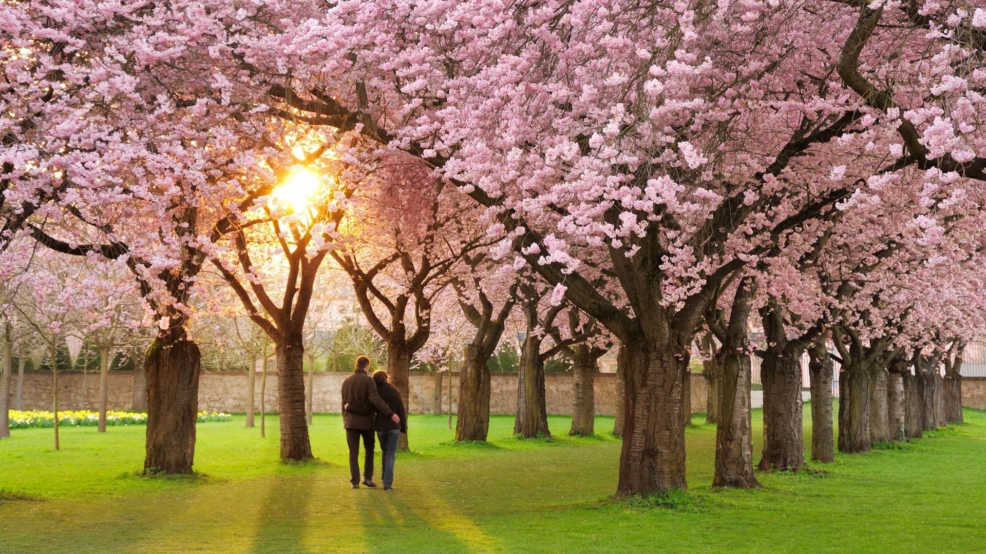 trees tree cherry park flower branch landscape season nature springtime outdoors leaf garden flora grass bright countryside sun growth fruit tree